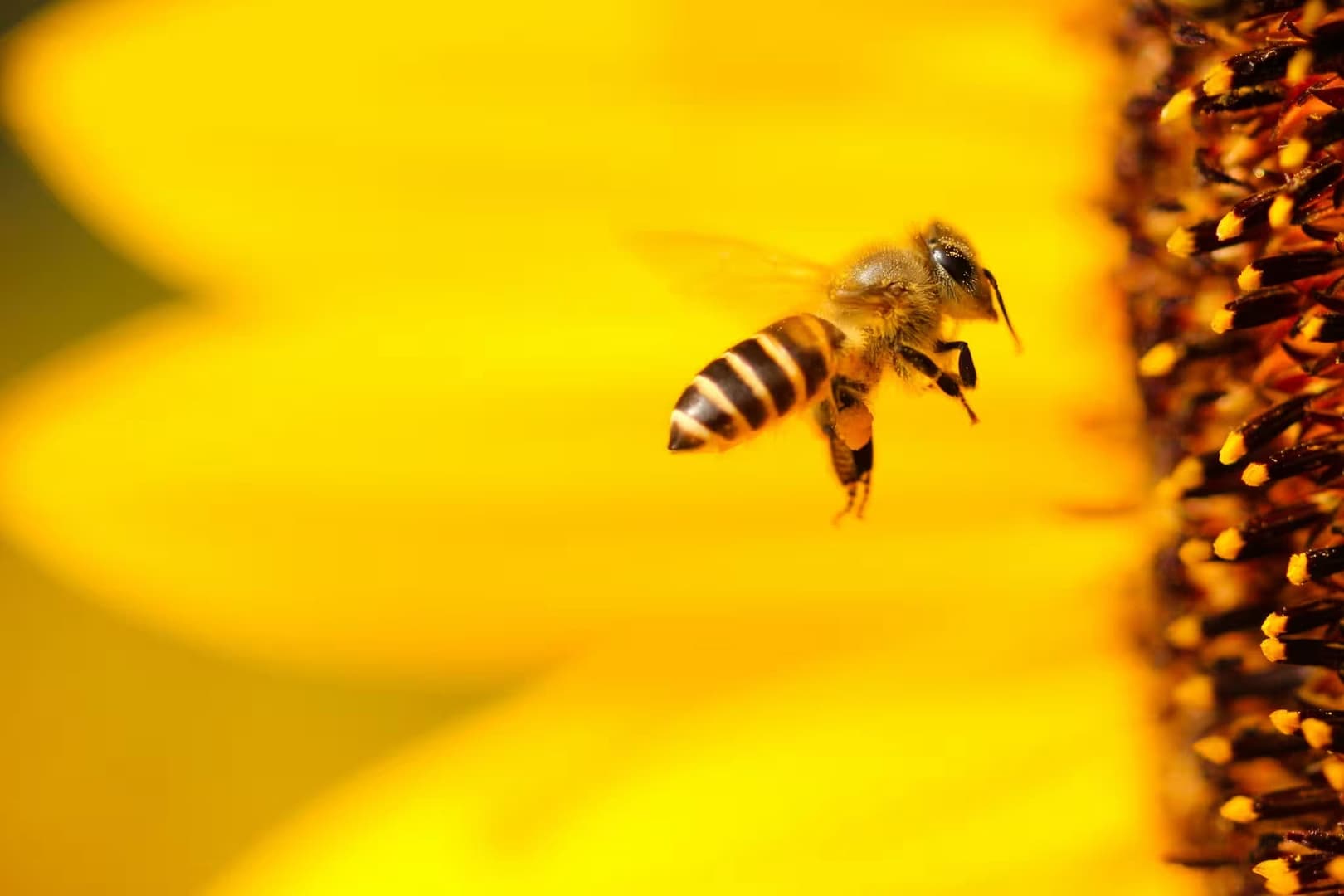Honigbiene im Flug neben einer Bienenwabe